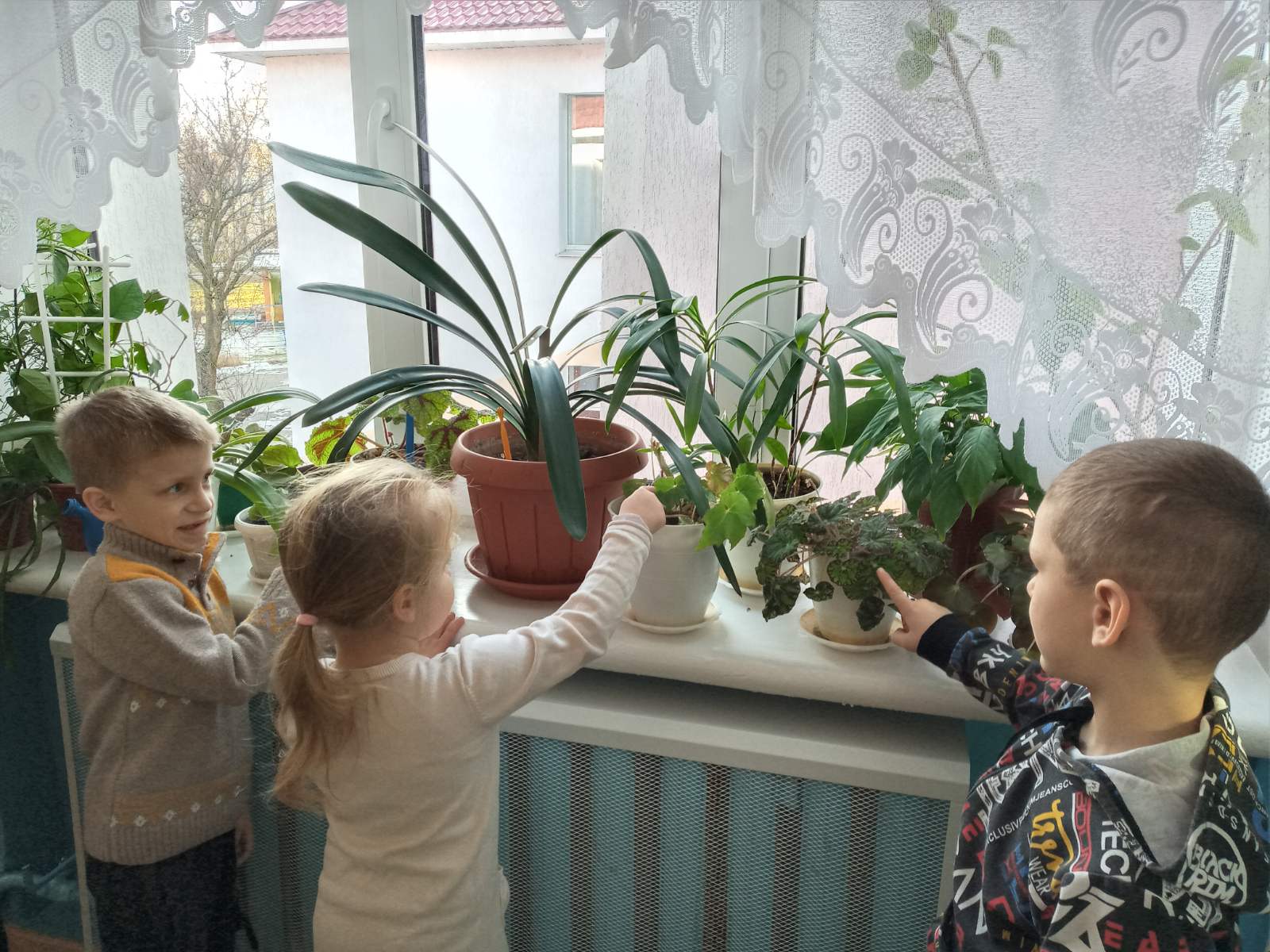 рослини